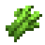 Zuckerrohr